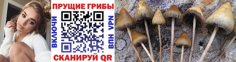 Псилоцибиновые грибы Magic Shrooms  Муром 